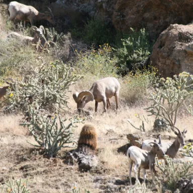 Desert Bighorn Sheep in Arizona