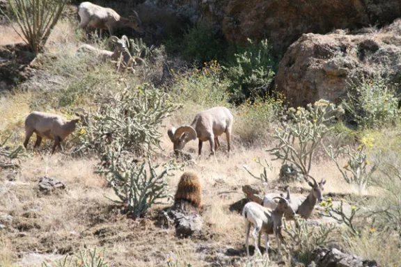 Desert Bighorn Sheep in Arizona
