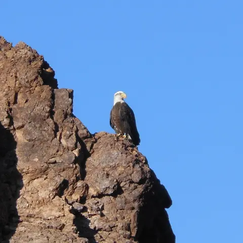 Bald eagle overlooks Canyon Lake