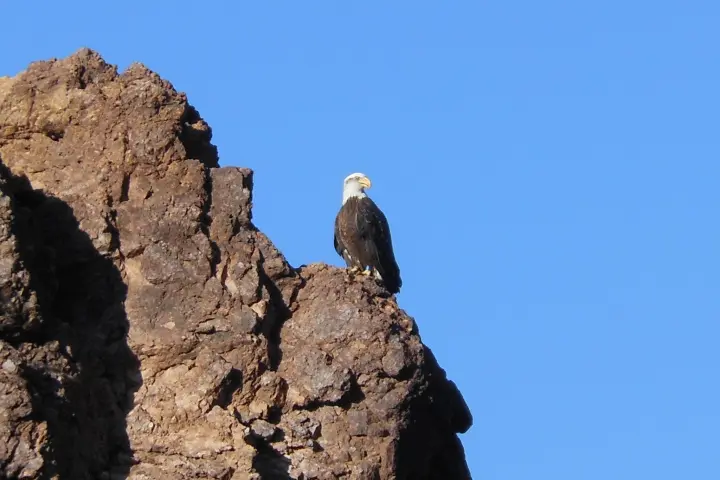 Bald eagle overlooks Canyon Lake
