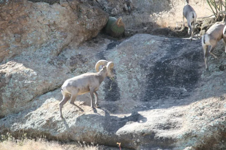 Rams near Canyon Lake, AZ