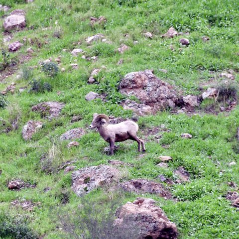 a group of sheep standing on top of a grass covered field