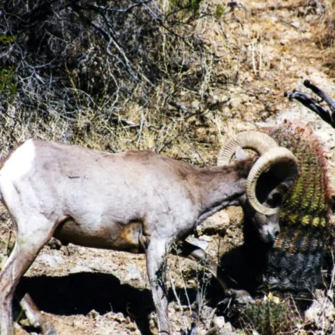 a couple of sheep standing on top of a dry grass field