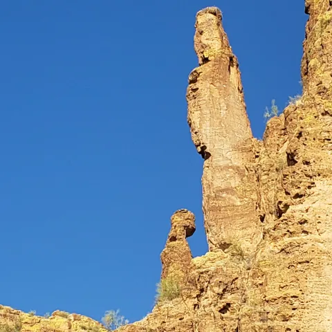 a tree with a mountain in the background